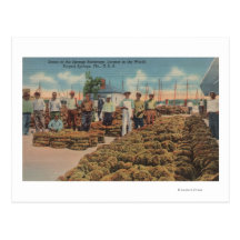 Tarpon Springs, FL - Scene of Sponge Exchange Postcards