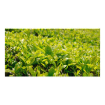 Tea gardens photo card