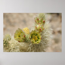 Teddy Bear Cholla Blossoms Poster