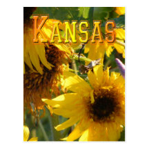 Teddy Bear Sunflowers: Kansas Postcard