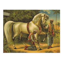 TEE Horse Royalty Postcards