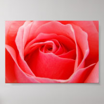 tender rose print