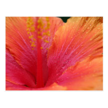Tequila Sunrise Hibiscus Post Card