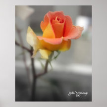 Tequila Sunrise Posters