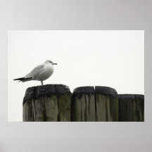 tern on wood piles poster