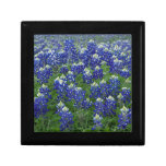 Texas Bluebonnets Field Photo gift boxes