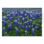Texas Bluebonnets Photo Blank cards