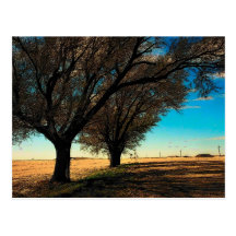 Texas Postcard