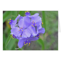 Texas Wildflowers Greeting Cards