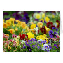 Texas Wildflowers Greeting Cards