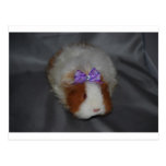 Texel Guinea Pig with bow Post Cards
