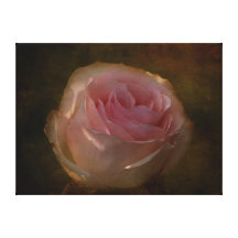 Textured Pink Rose Canvas Print