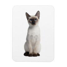Thai kitten magnets