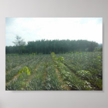 thailand print