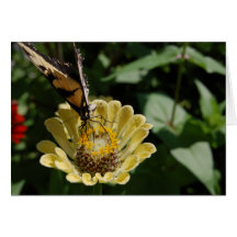 Thank You Greeting Cards