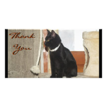 Thank You Kitten Photocards Picture Card