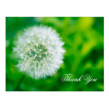 Thank You  Postcard