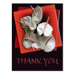 Thank You Postcard