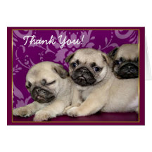 Thank You Pug puppies greeting card