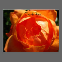 Thank you rose postcard postcards