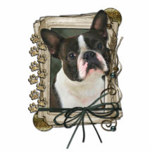 Thank You - Stone Paws - Boston Terrier Photo Cut Out