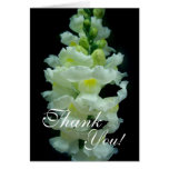 Thank you! White Snapdragon Card