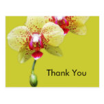 thank you, yellow orchid flowers post cards
