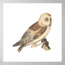The American Barn Owl	(Strix pratincola)1 Print