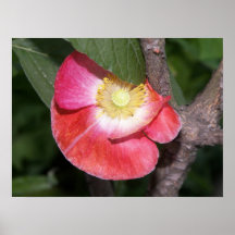 The Bashful Poppy Flower Poster