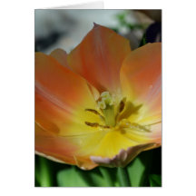 The Beauty of an Opened Tulip Greeting Cards