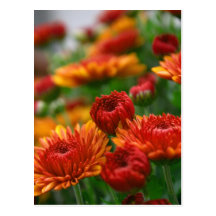 The Beauty of Fall Postcard
