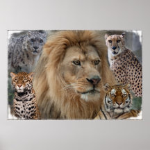 The Big Cats Canvas Print