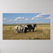 The Black and White Band - wild horse print poster
