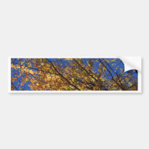 The Branches of fall Bumper Stickers