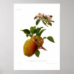 The Cornish Gilliflower Apple Posters
