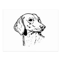 THE DACHSUND POSTCARD