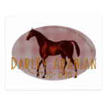 The Darley Arabian Post Card