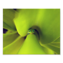 The Eyes Have It Photo