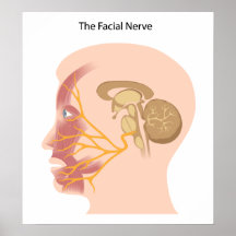The facial nerve Poster