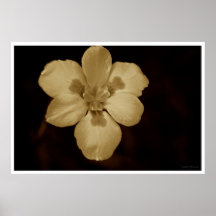 The Flower Posters