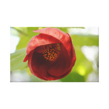 The Flowering Maple Canvas Gallery Wrap Canvas