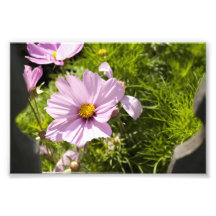 The Flowers are Always Better (On the Other Side) Photo