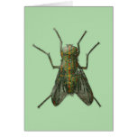 THE FLY CARD