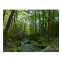 The Forest Escape Postcards
