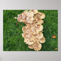 The fungus Bouquet Poster