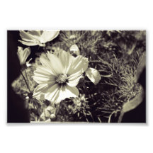 The Garden is Always Better (On the Other Side) BW Photograph