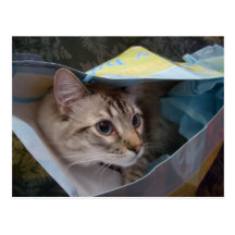 the giftbag kitty post card