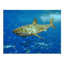 The Great White Shark Carcharodon Carcharias Post Card
