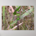 The Green Dragonfly Rests Poster