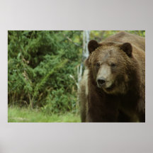 The Grizzly Bear Poster